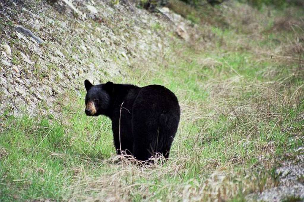 Black Bear on Vermillion...
