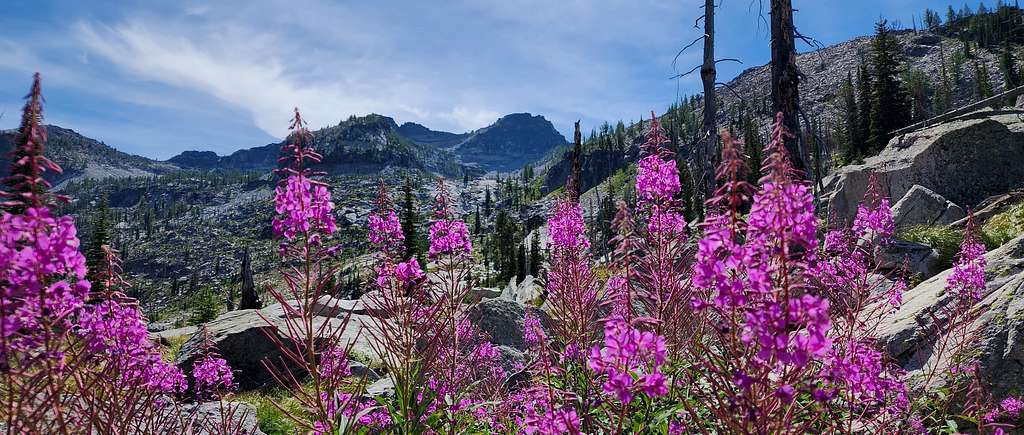 Fireweed & Whites East