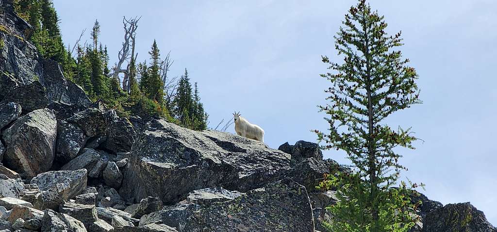 Whites Mountain Mountain Goat