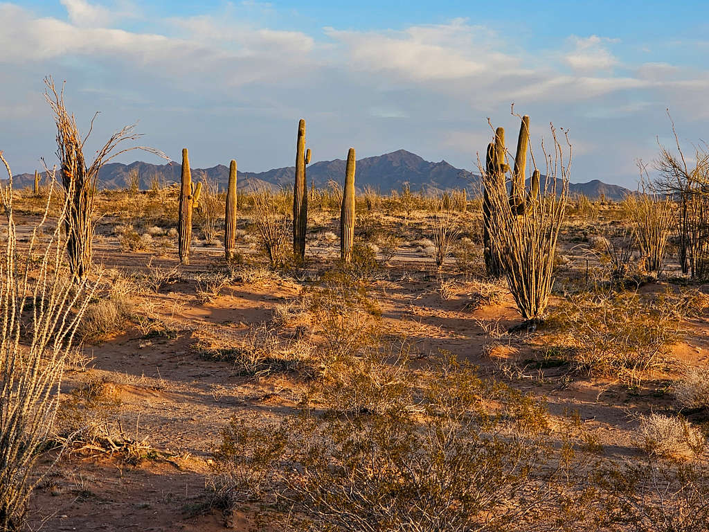 Planet Peak, East Cactus Plain, AZ