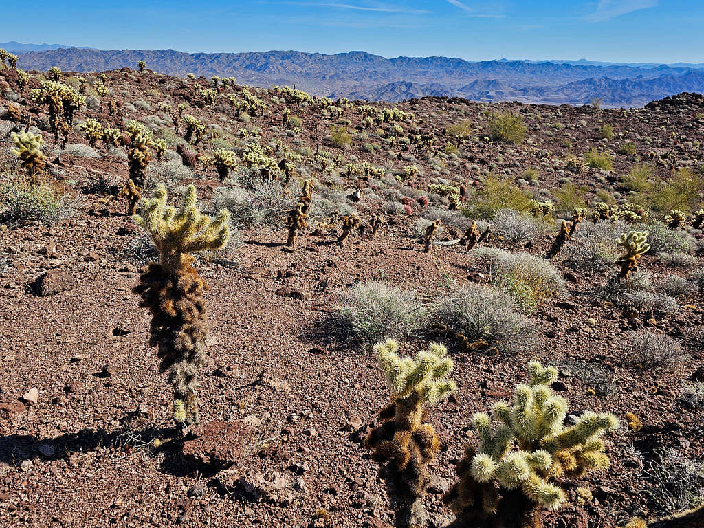 Cholla forest