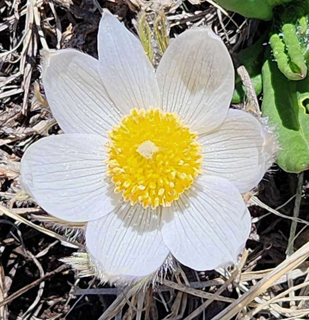 First Spring Flower on Dale Mountain