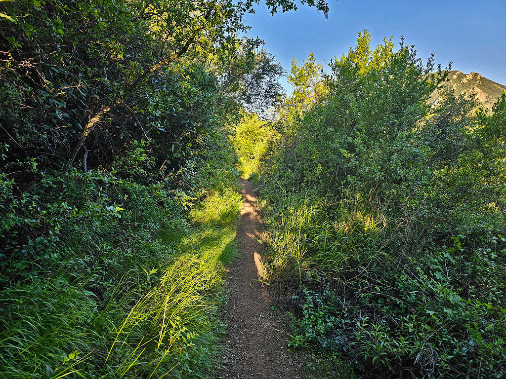 Trail in the bush