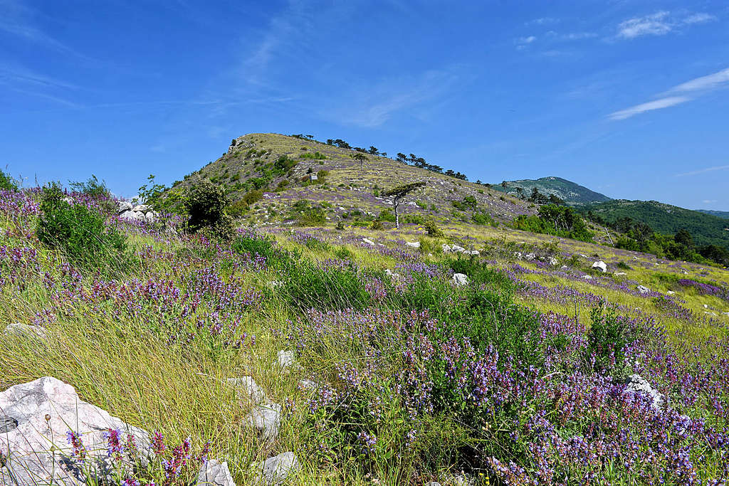 Spring on the S-SE ridge of Lanišće