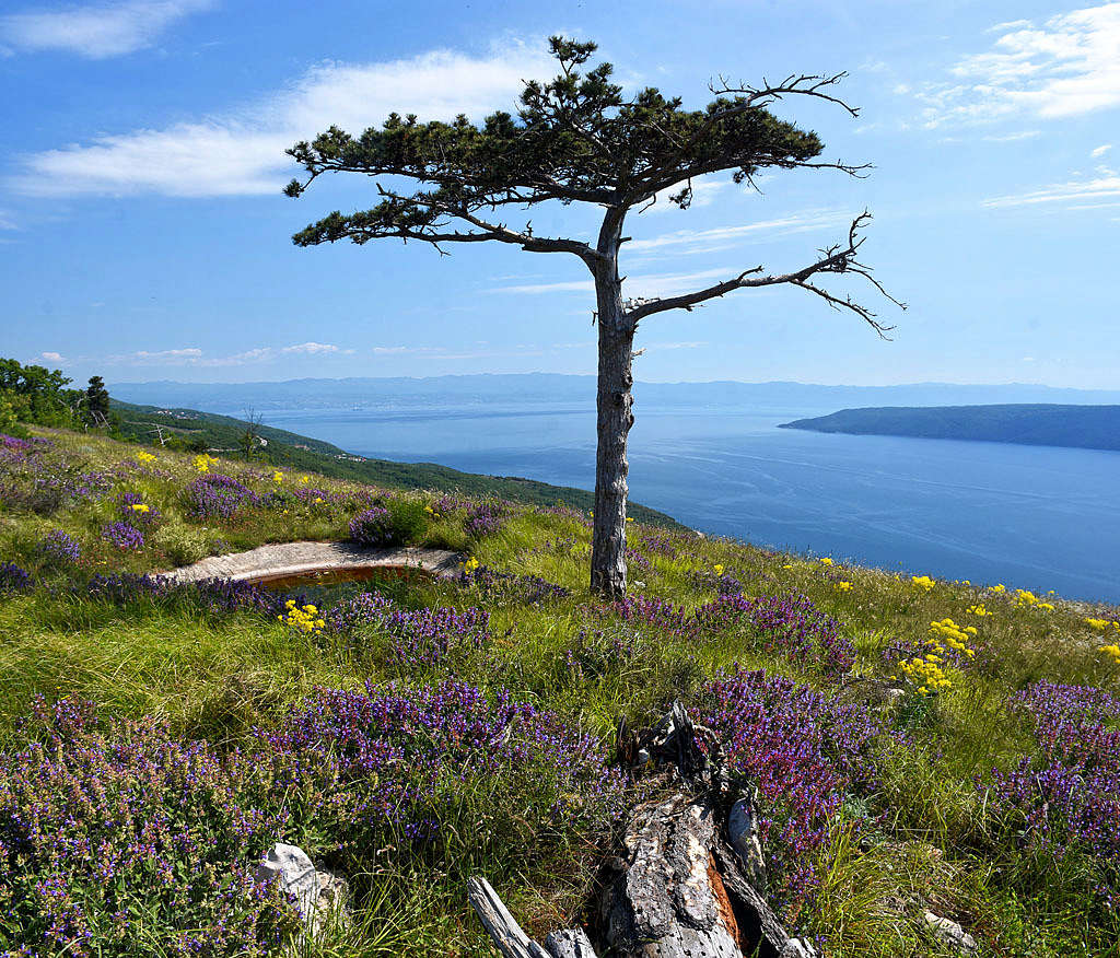 Spring above the Adriatic coast