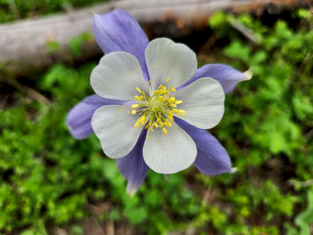 Columbine and Shadow Mountain