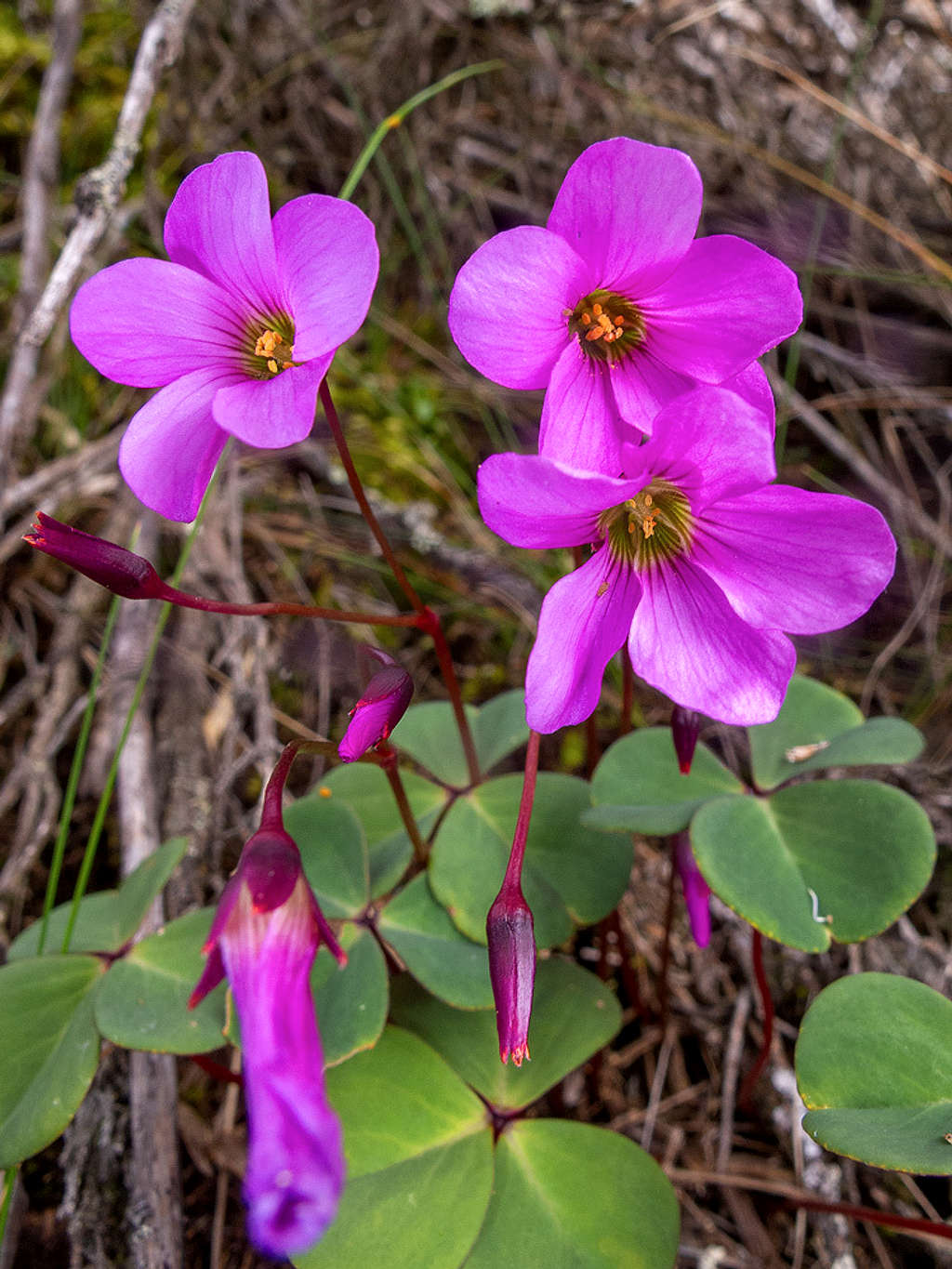 Oxalis Photos Diagrams Topos SummitPost