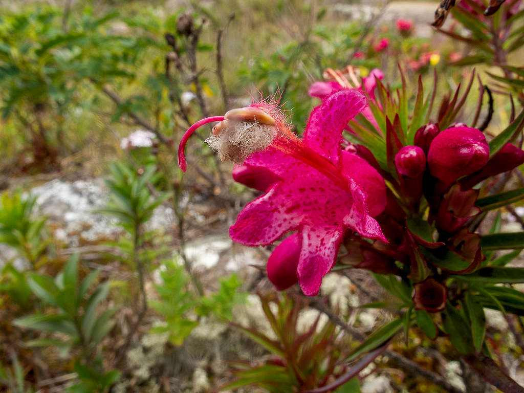 Esterhazya splendida J.C.Mikan