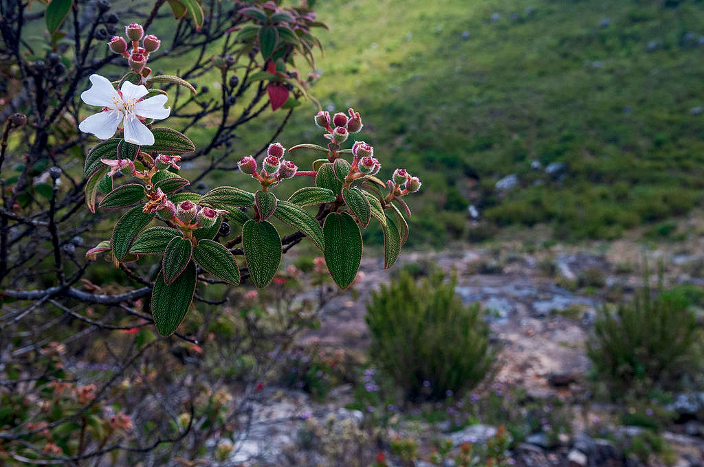 Trembleya parviflora