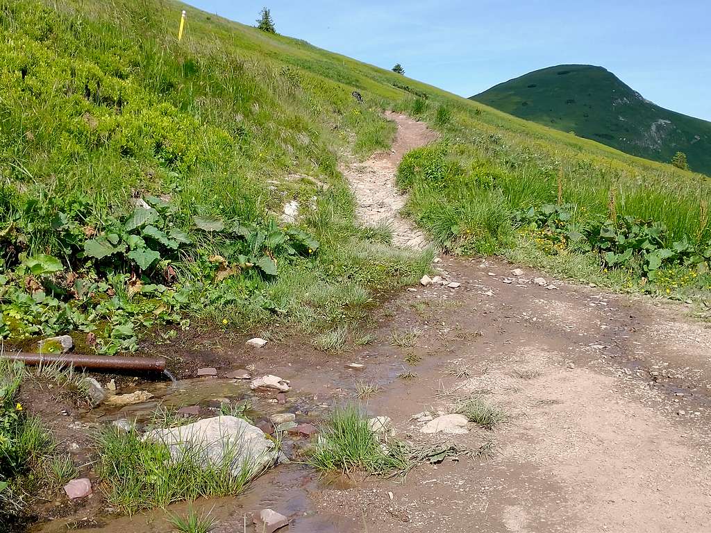 Spring on main ridge trail