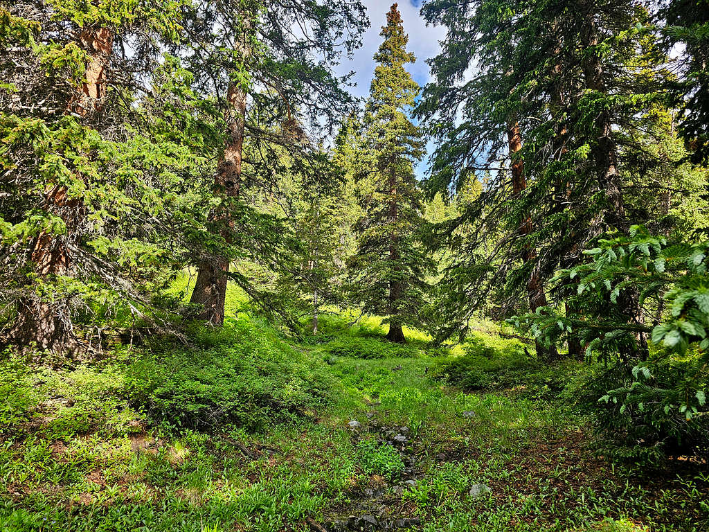 Beautiful forest : Photos, Diagrams & Topos : SummitPost