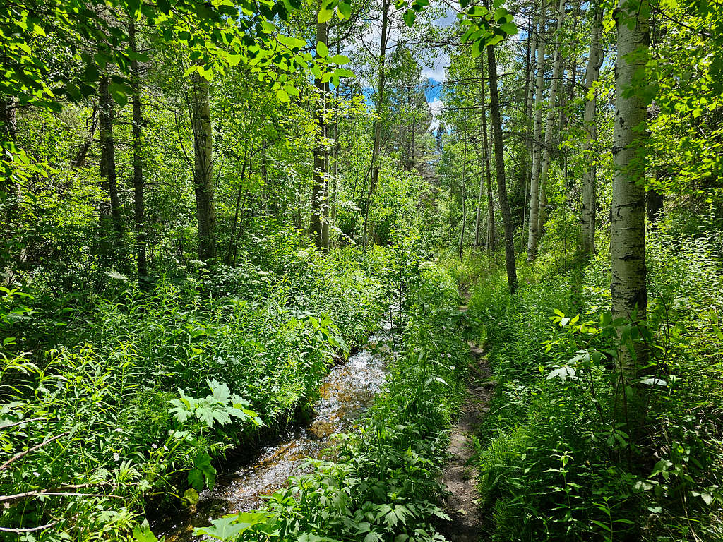 On Lake Fork Trail