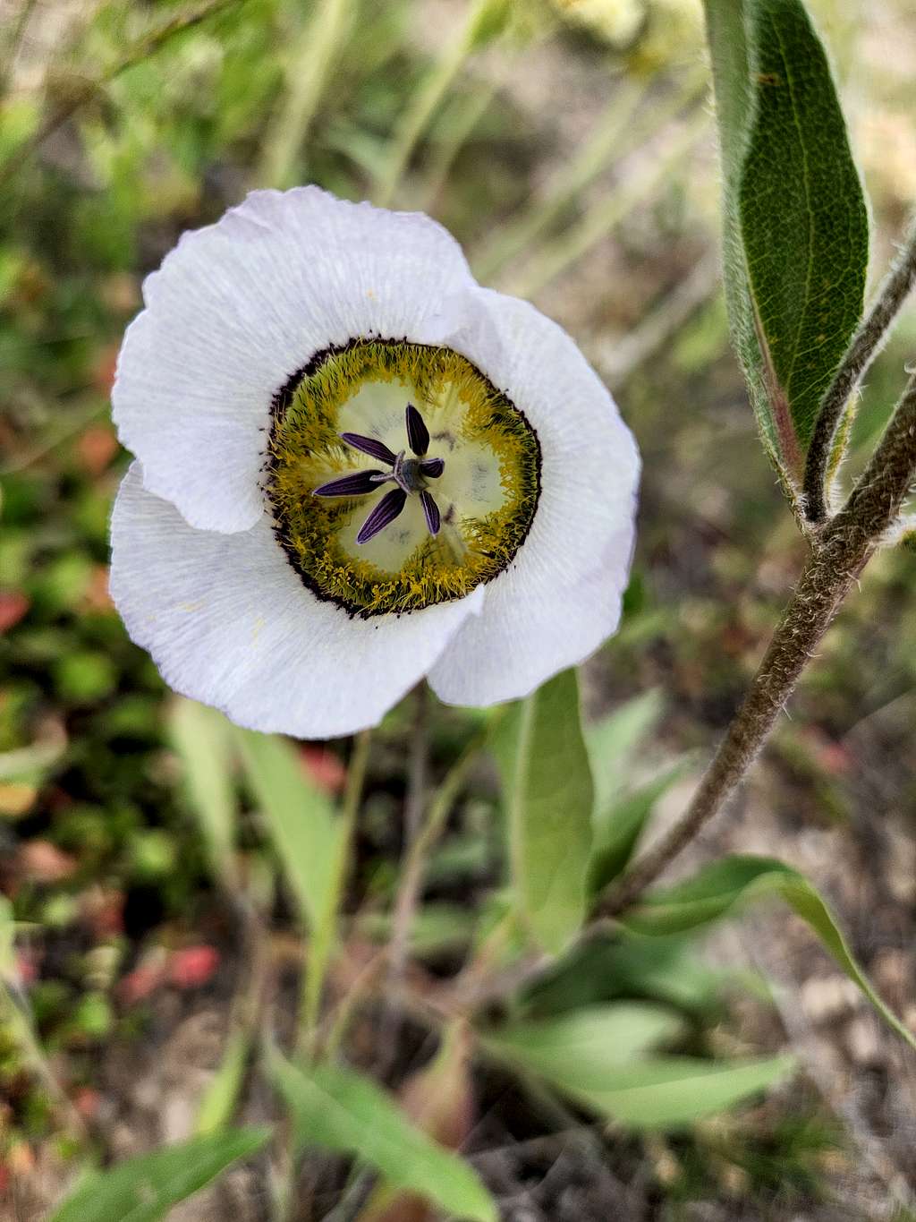 Flower on Cottonwood BM