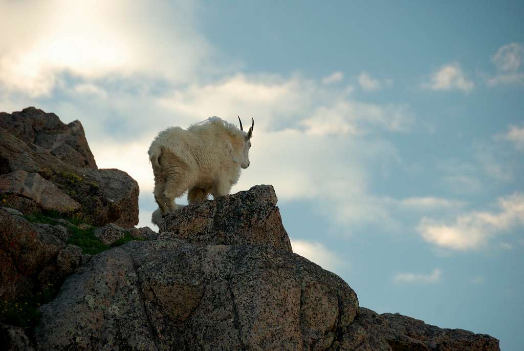 Mountain goats hanging around Mt. Spalding.