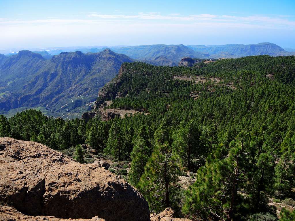 Forest of Pino Canario