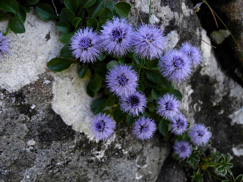 Globularia, Apennines