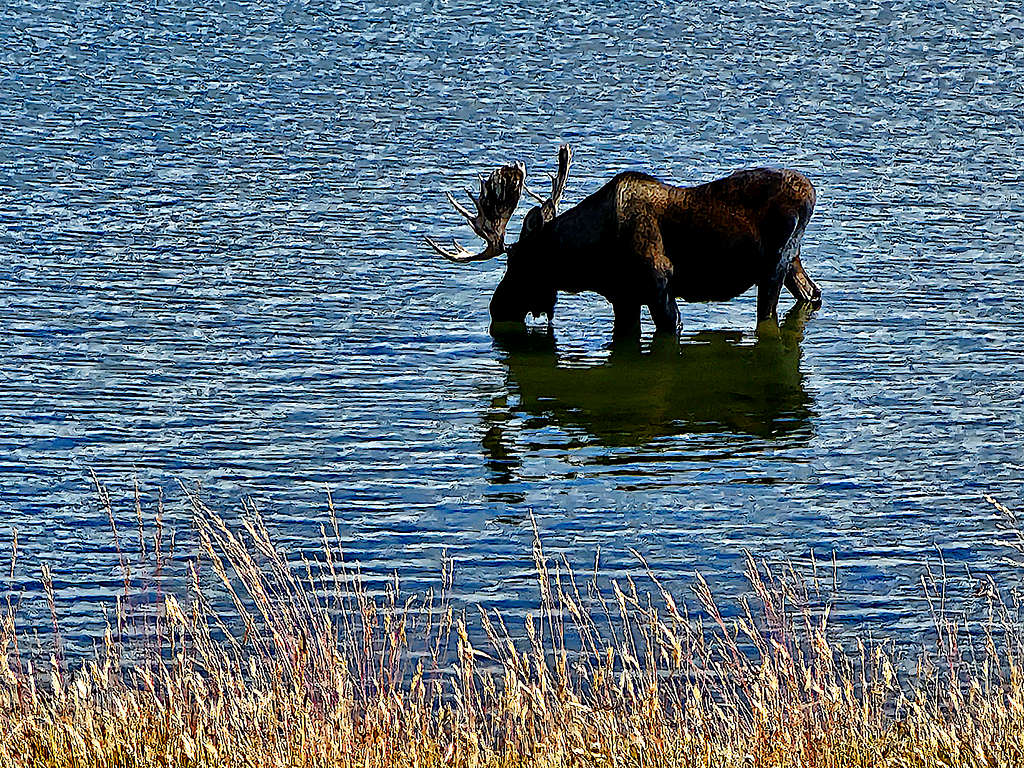 Zoomed view of moose in Mistymoon Lake Photos, Diagrams & Topos