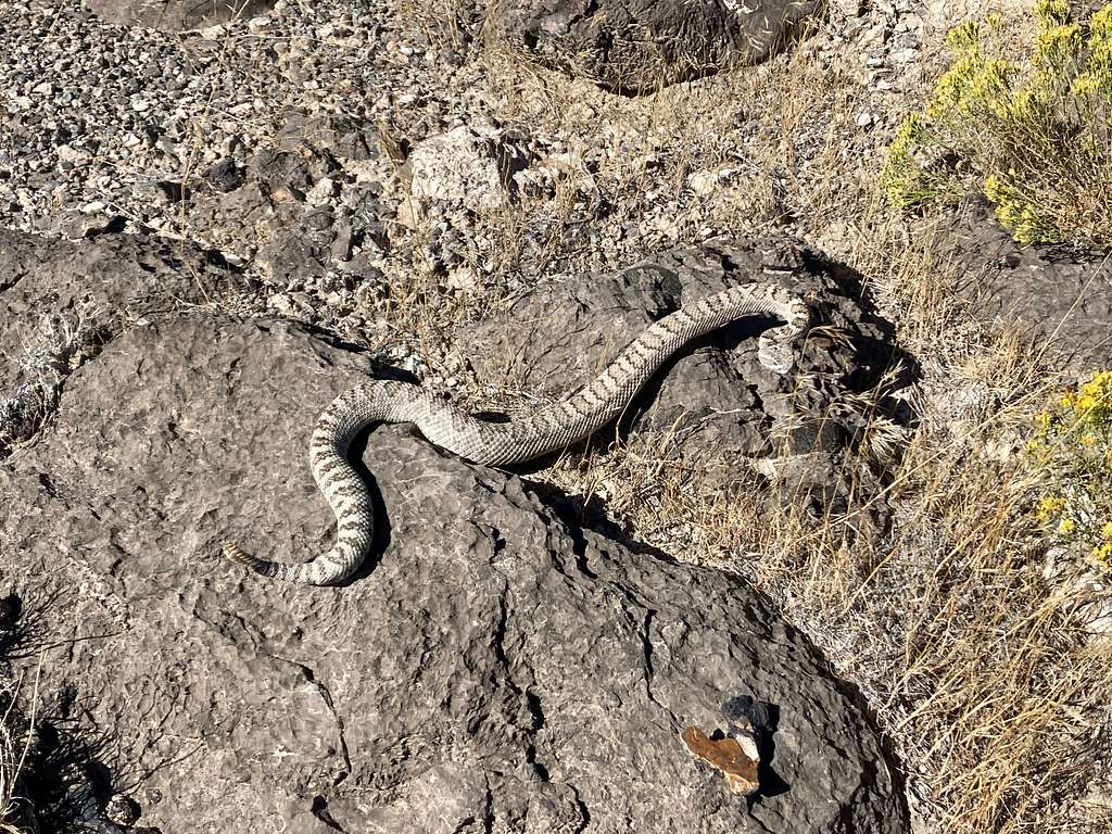 Great Basin rattlesnake