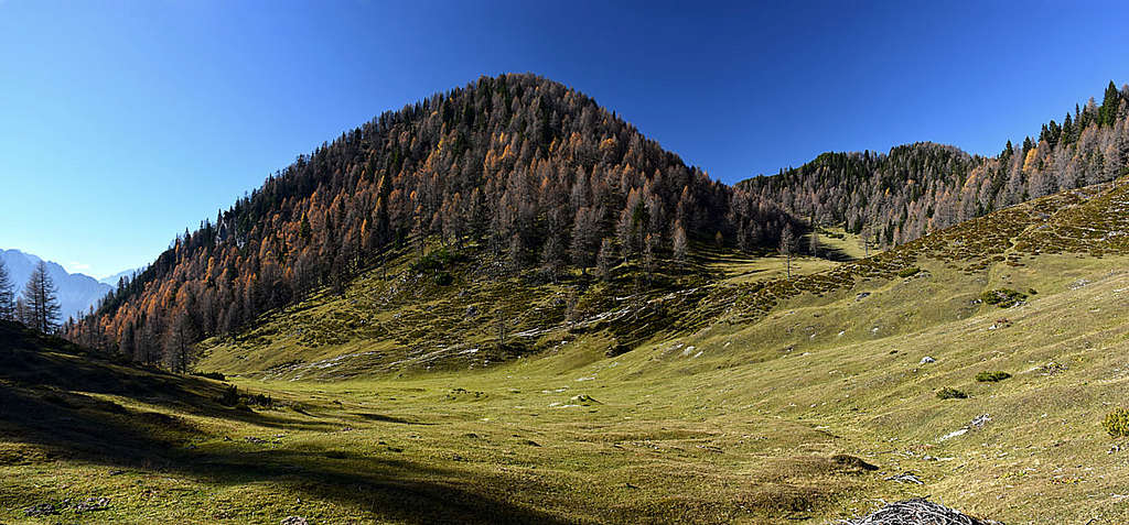 Grajscica meadow