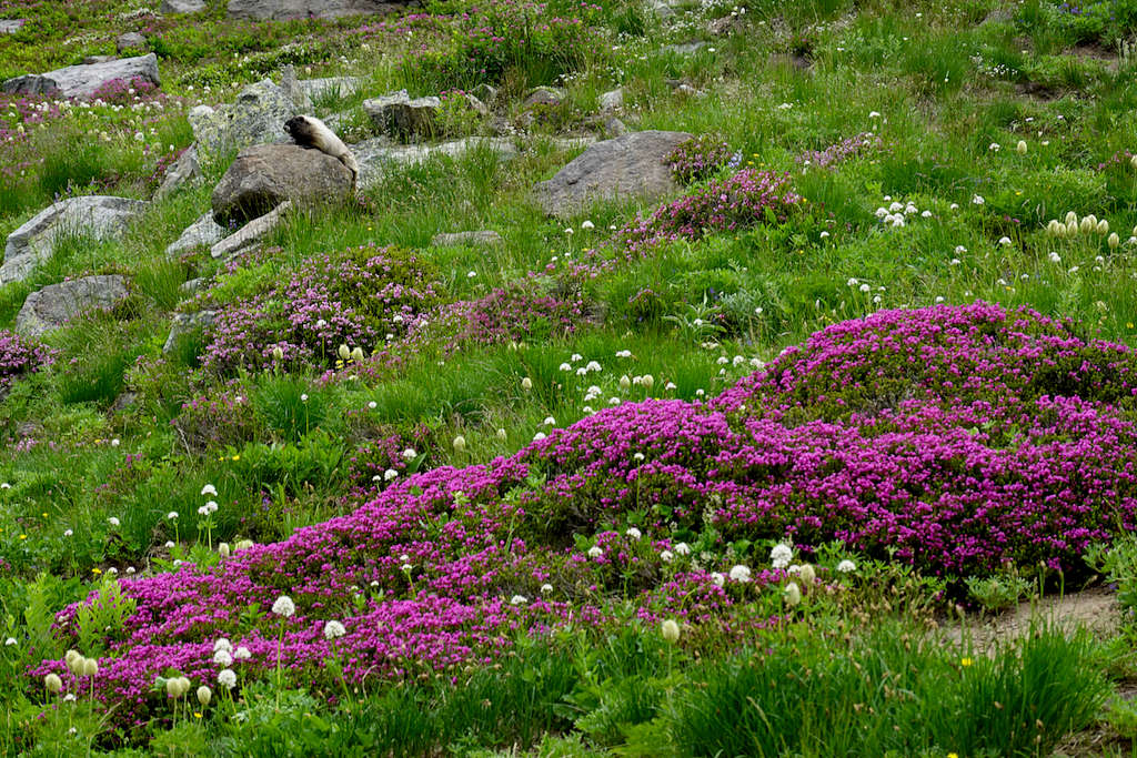 Marmot and wildflowers near the Goat Ridge Trail