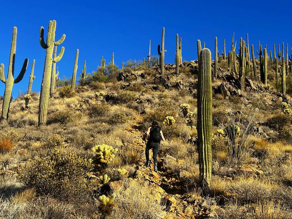 Final steep section on the southeast ridge - lots of cactus