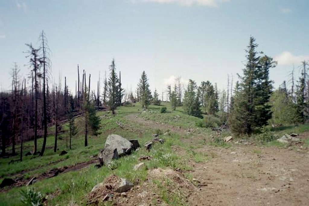 The Mount Graham Summit Road.