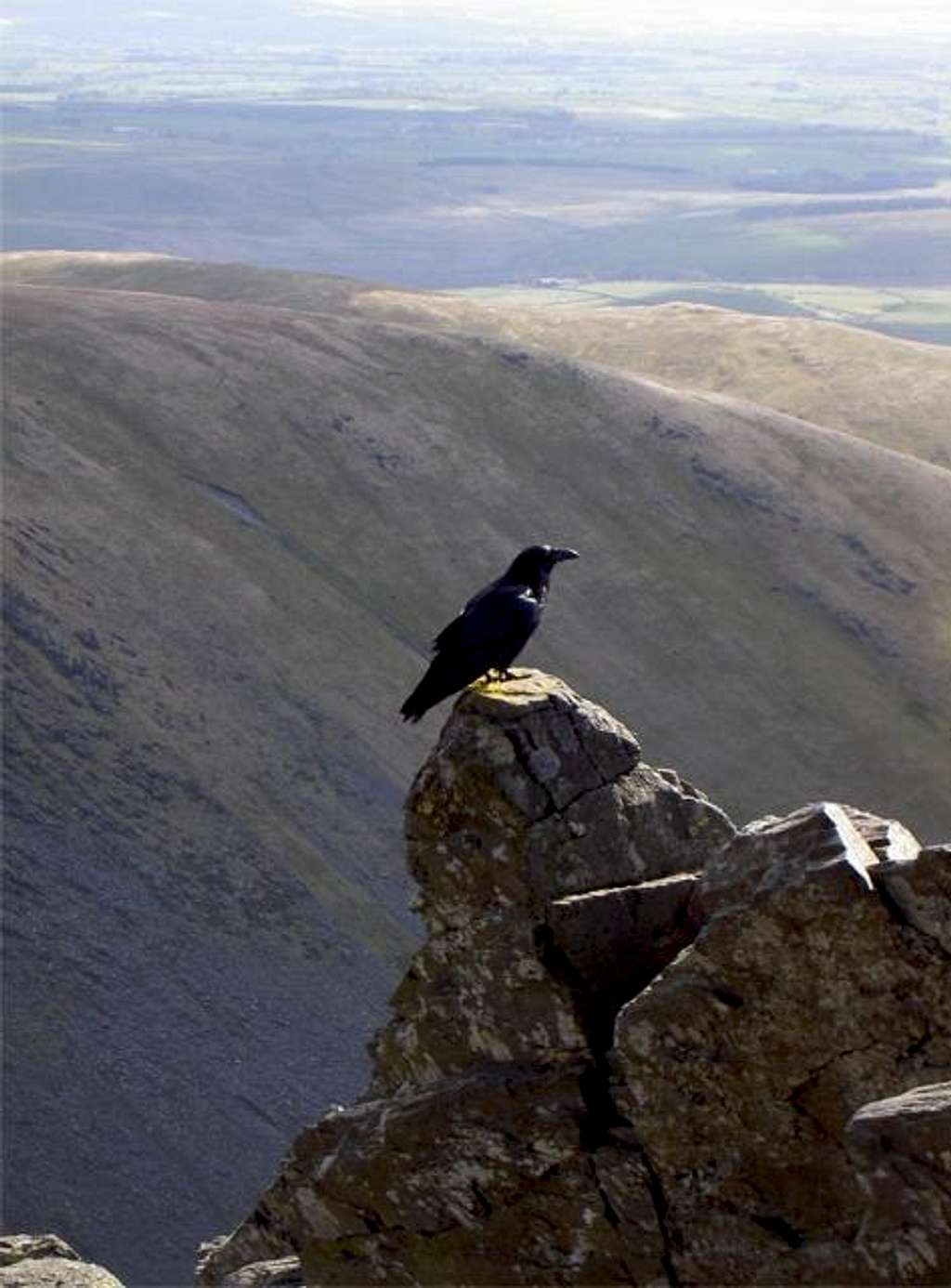 The Raven, emblem of Cumbria,...
