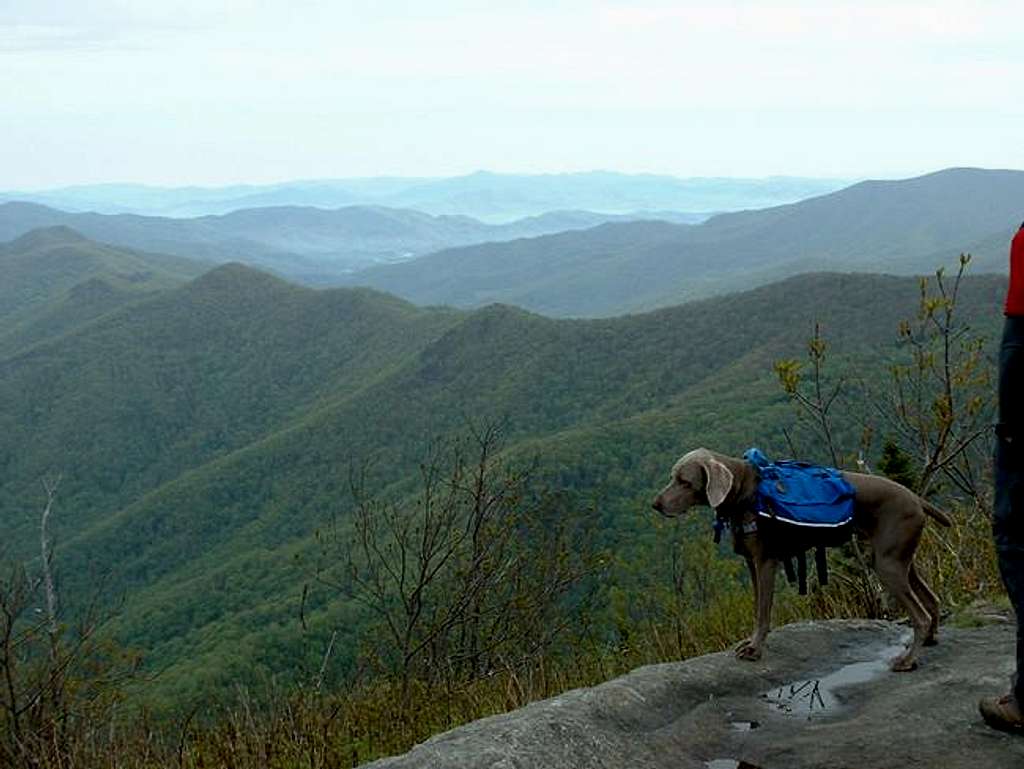 My dawg enjoying the summit.