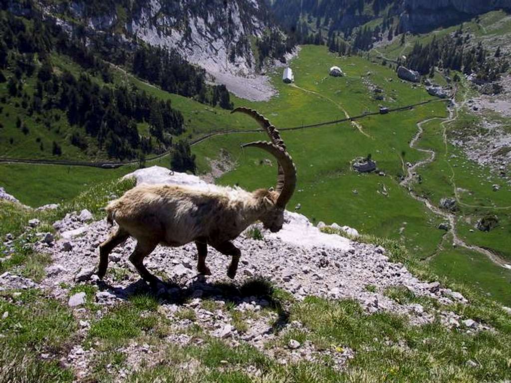 Ibex