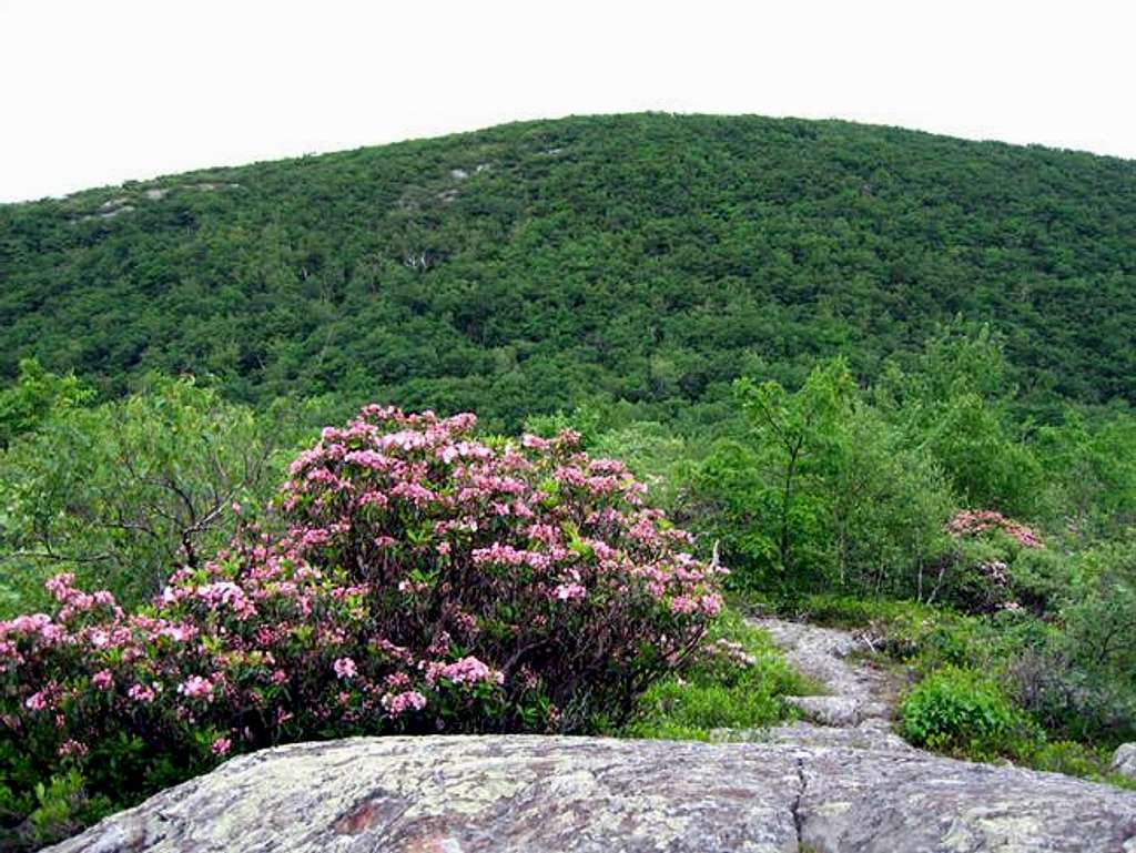 Mt Frissell from Round Top