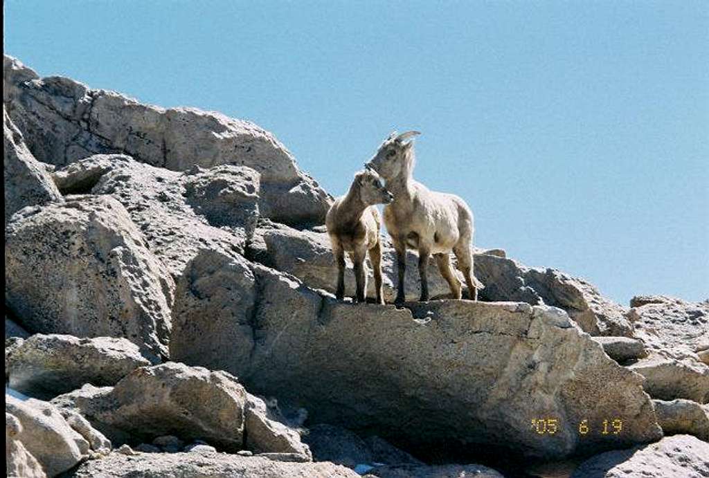 Moutain goats together on Mt....