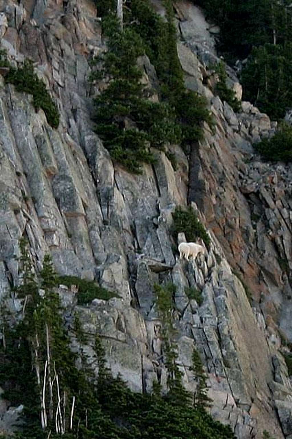 Mountain goat running around...