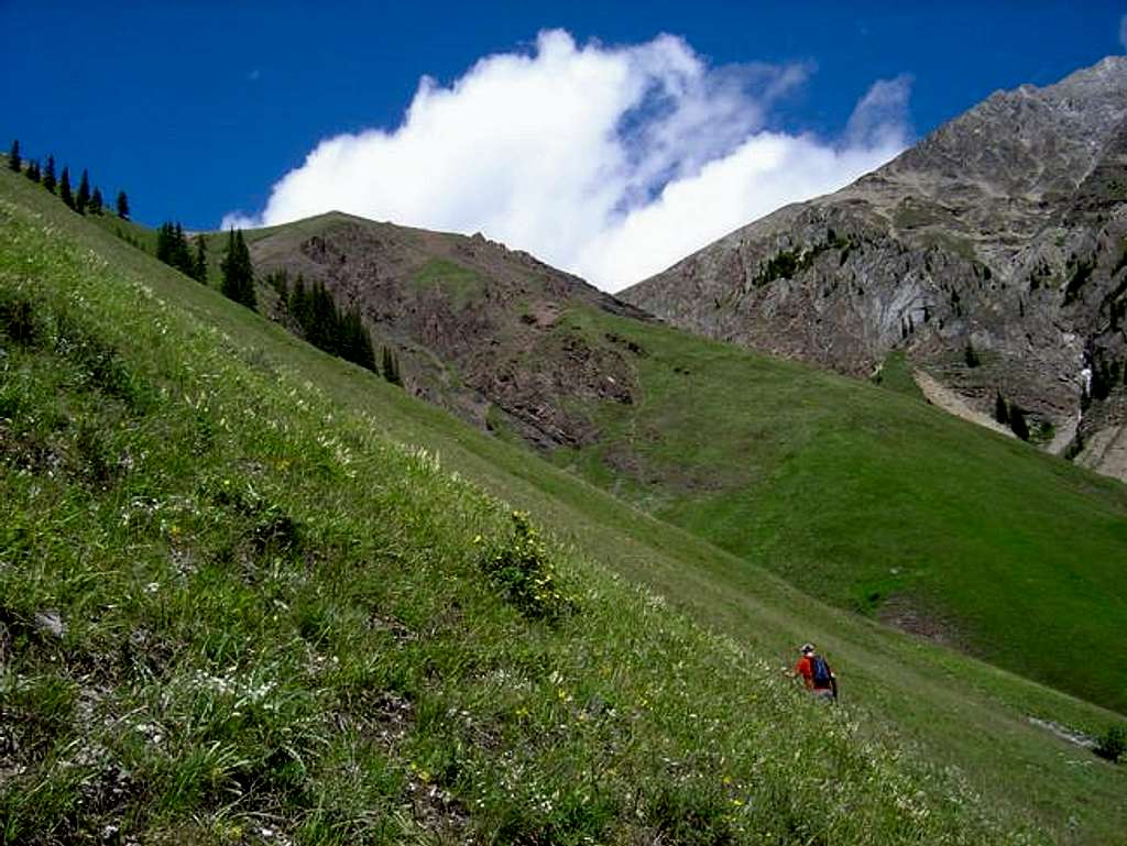 Lush alpine greenery heading...