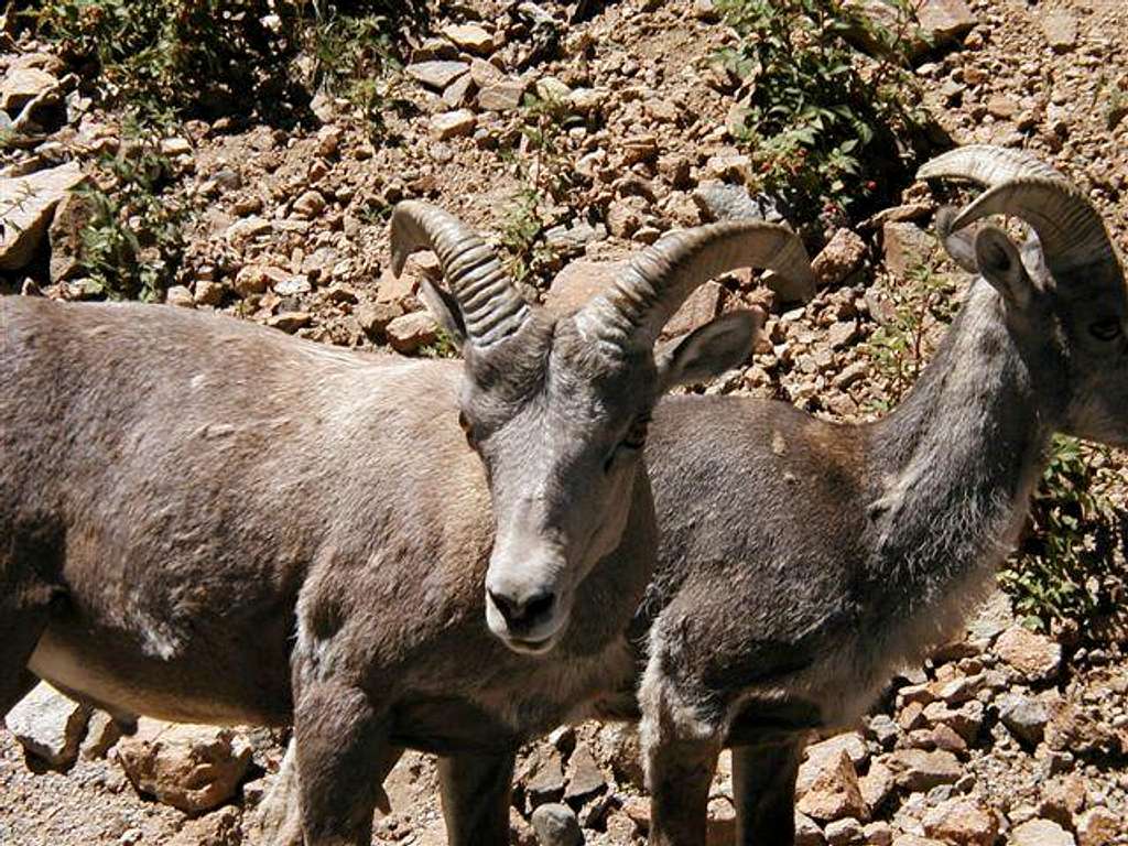 Some bighorns on Guanella Pass.