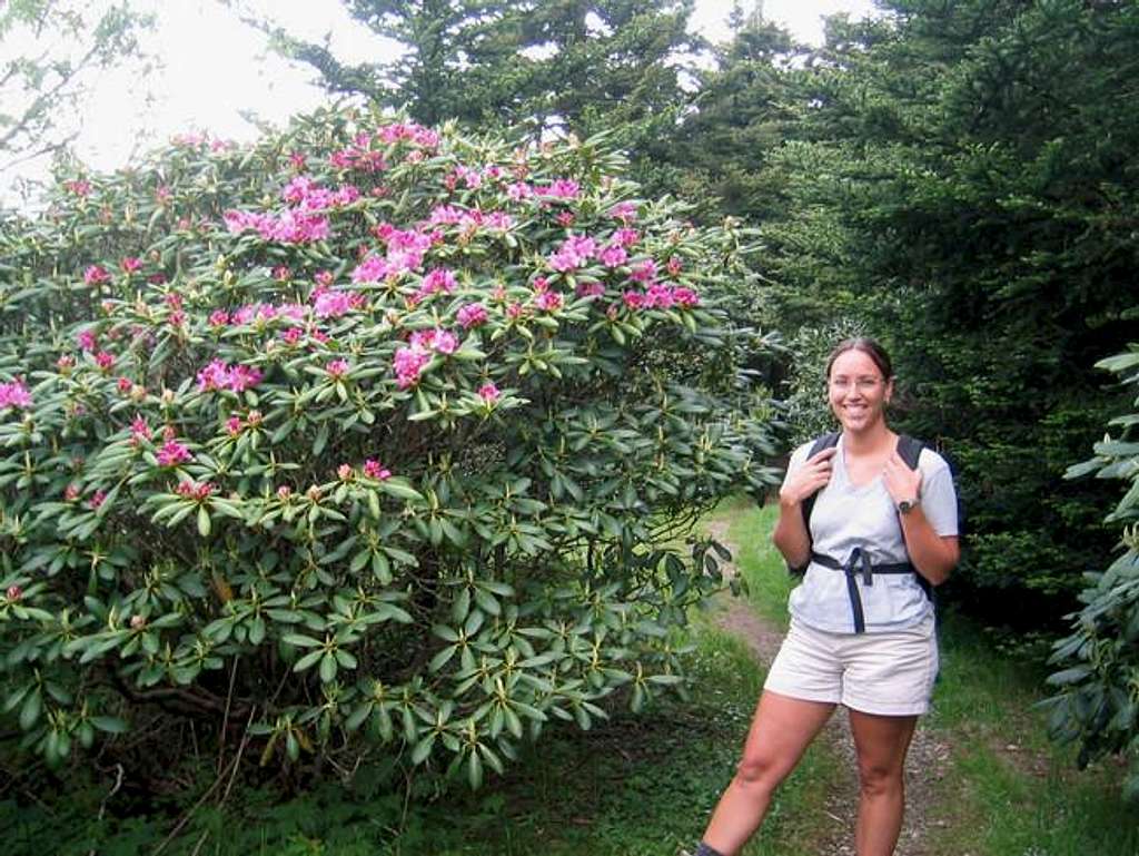 Rhododendron in blume near...