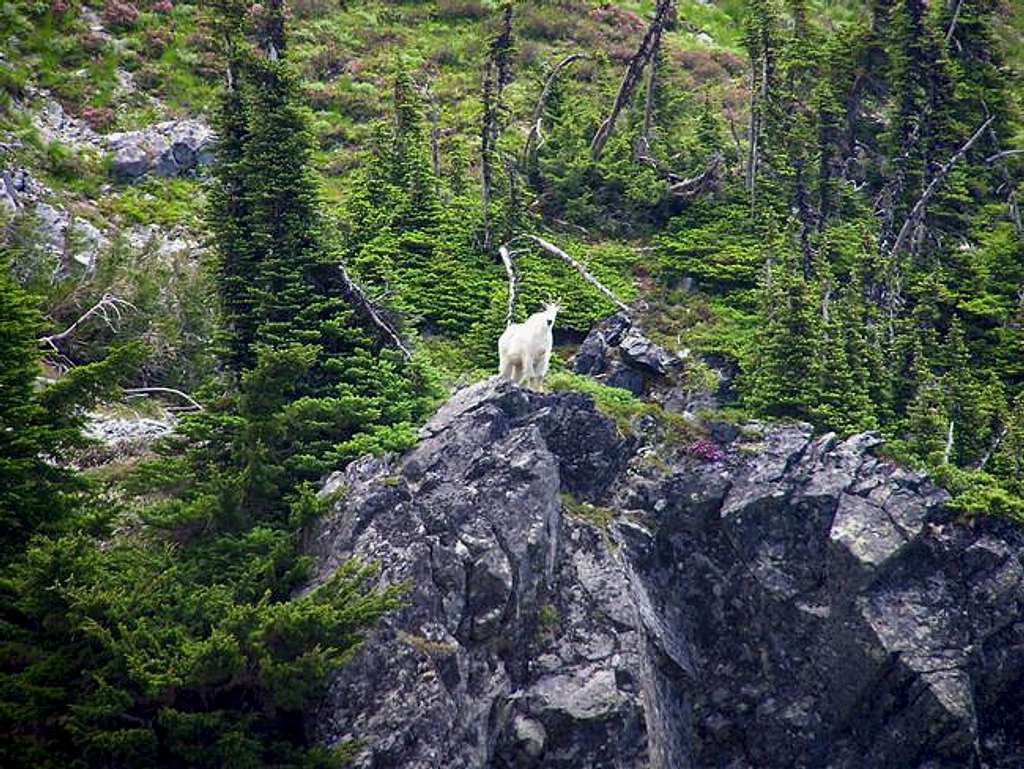 Goat we ran into on the back...