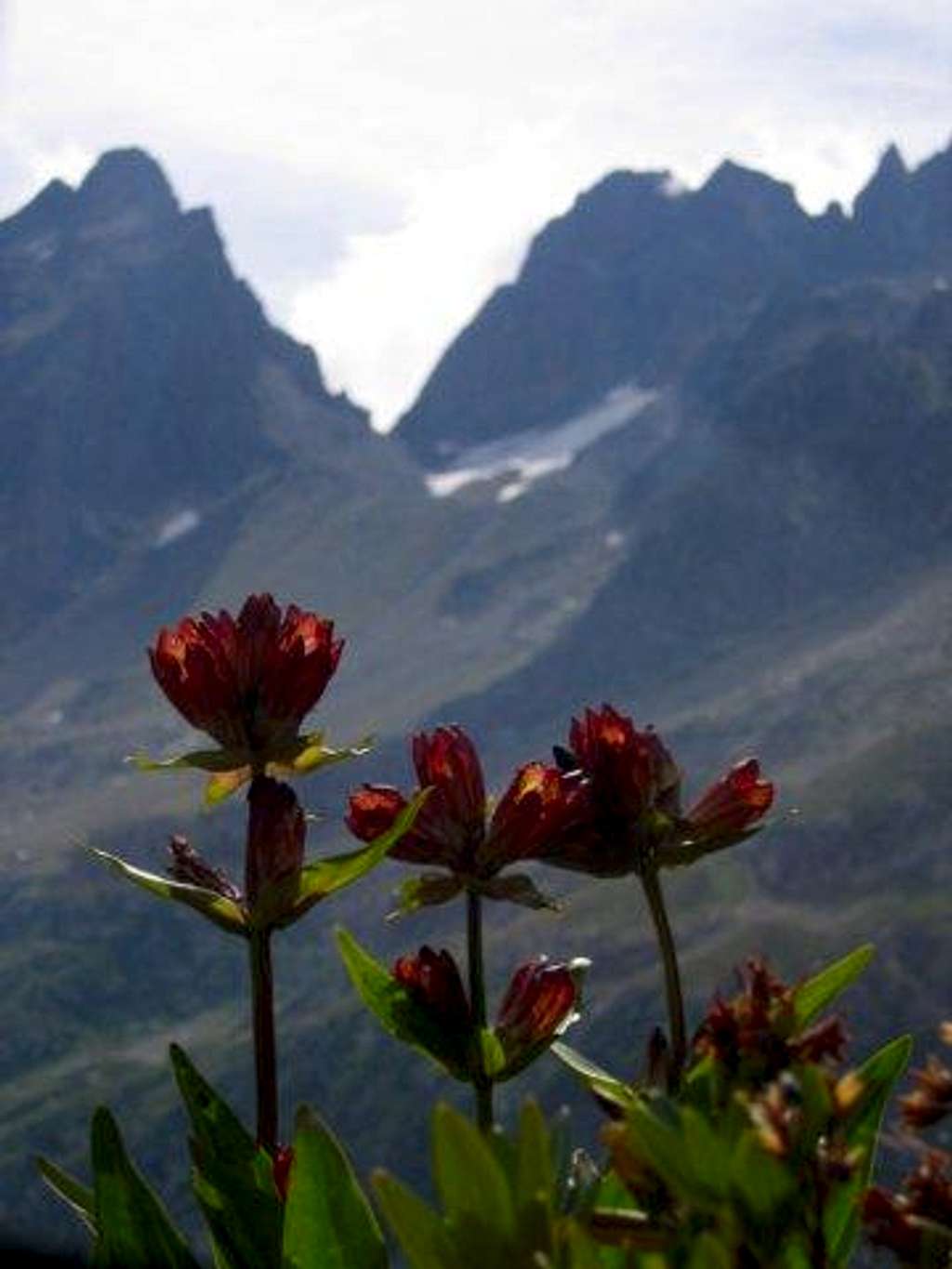 Flowers and mountains, next...