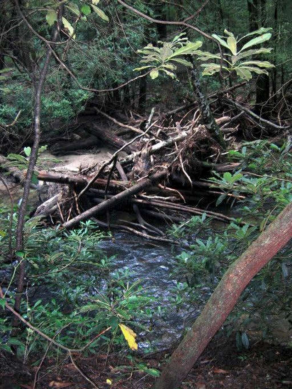 Log jam on one of the creeks....