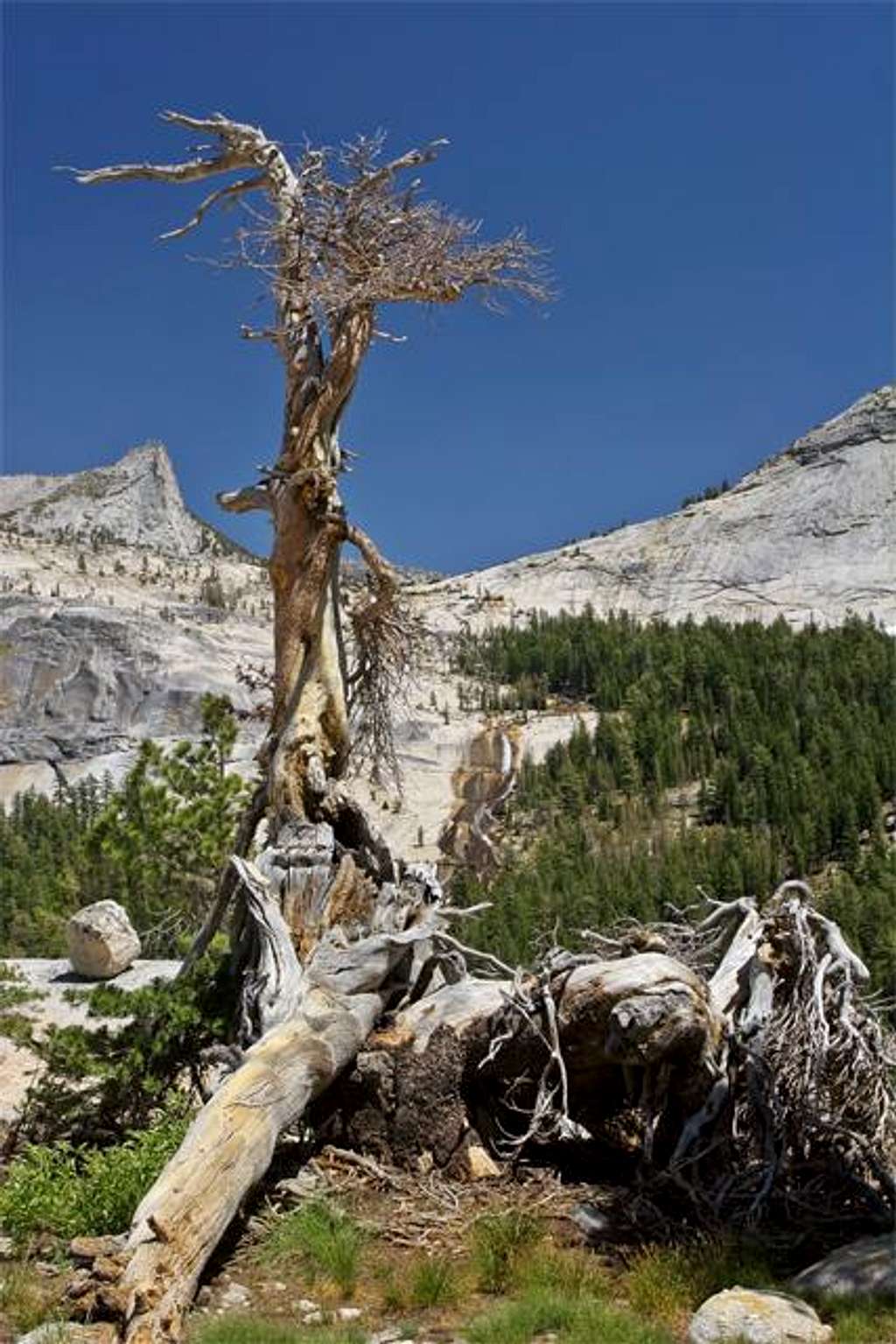 A wicked tree near the summit...