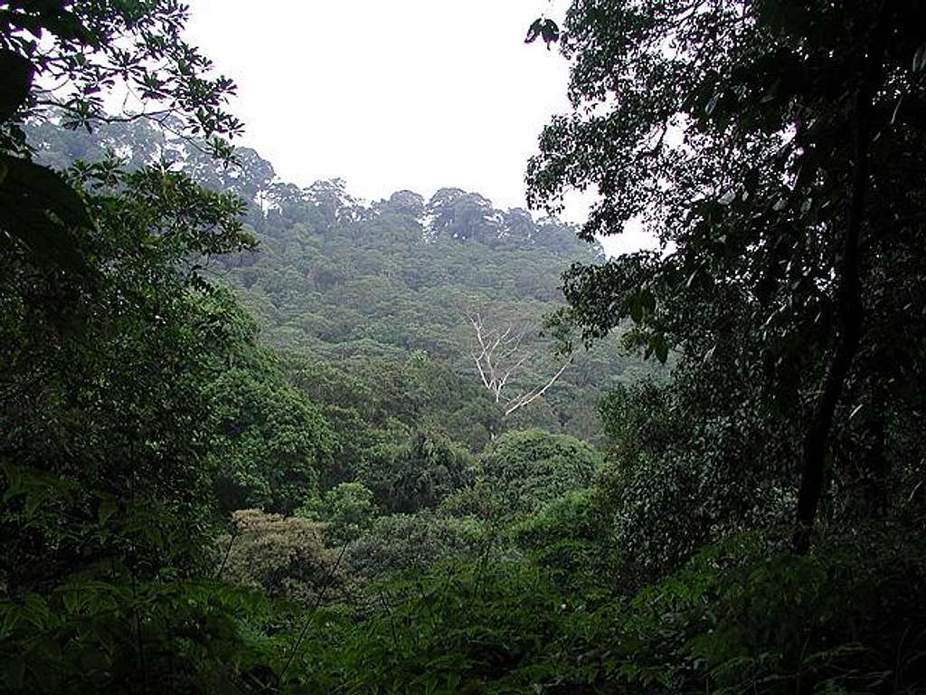 The rainforest views are...