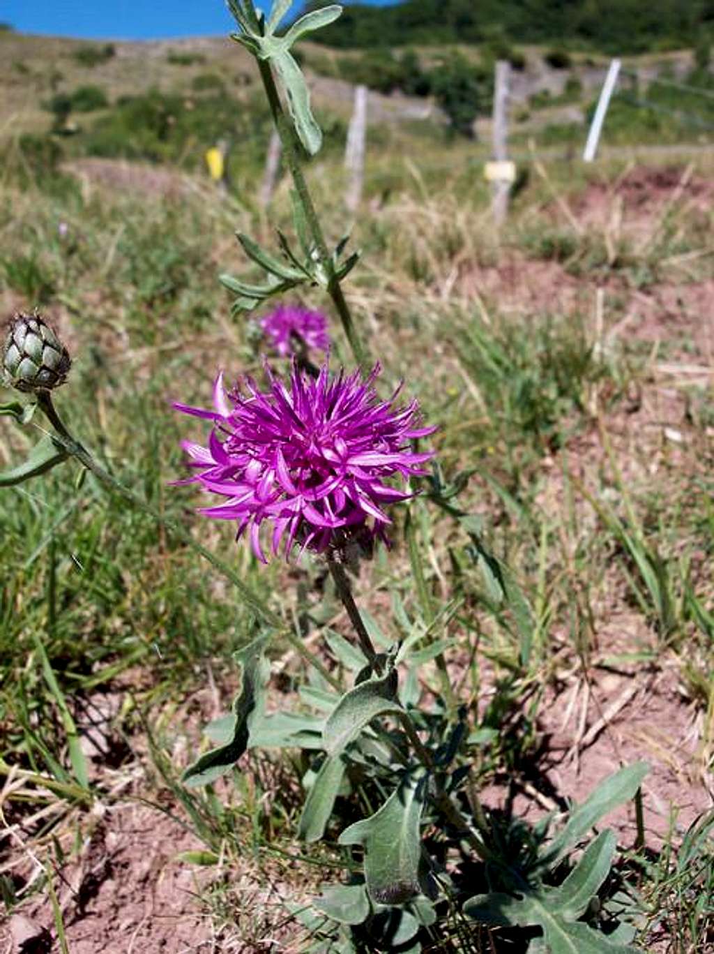 Typical flower of theLigurian...