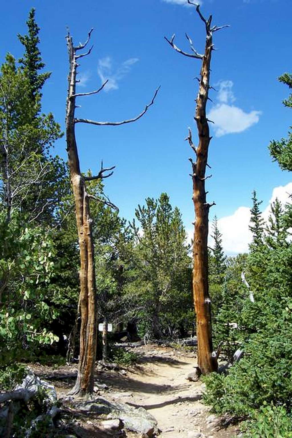 Cool trees on Twin Sisters...