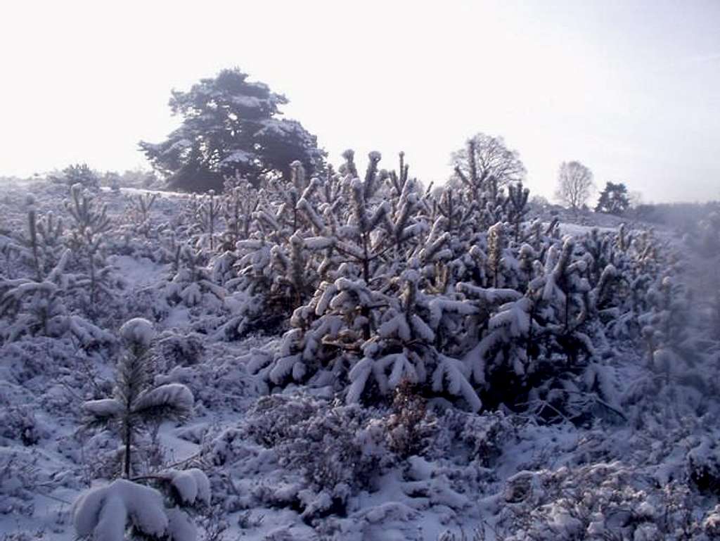 Veluwe 1