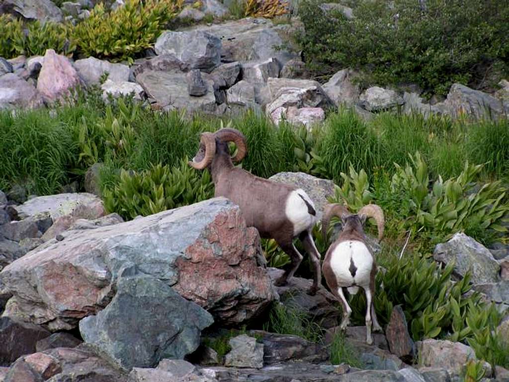 Some of the bighorn sheep...