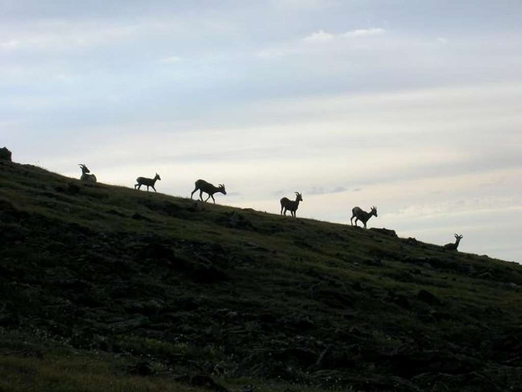 Bighorn sheep on the way to...