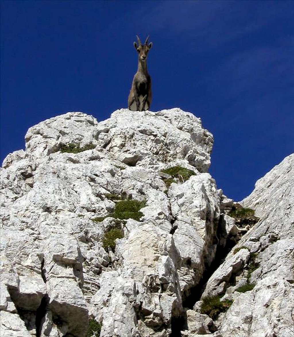The alpine chamois on the...