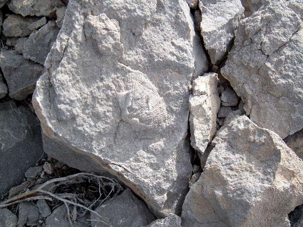 Many fossils can be seen in...