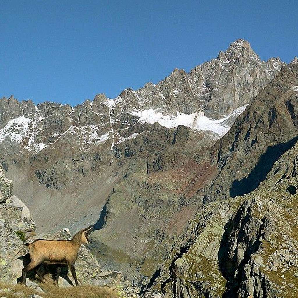 A chamois on the watersheed...