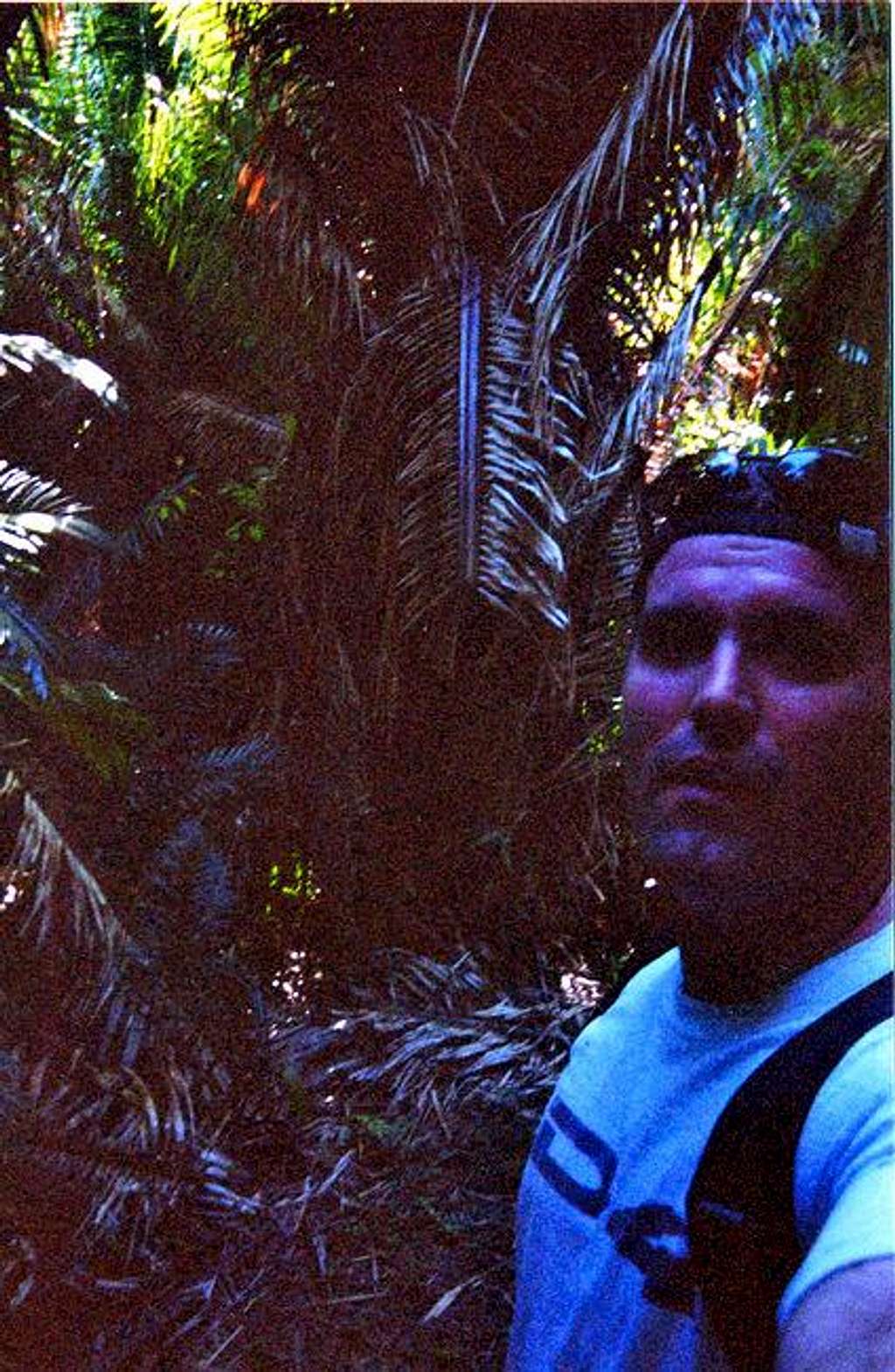 Sweating in the humid jungle,...