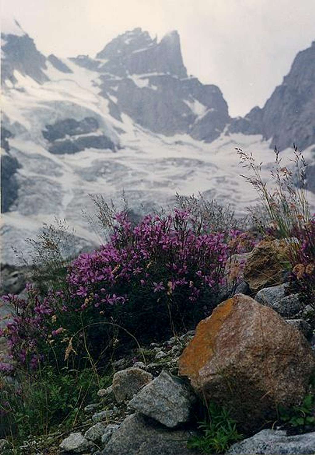 Flowers near the glacier....